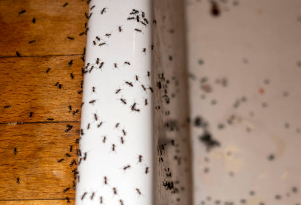 Pest Control Cost in Mountlake Terrace, WA